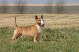 BULL TERRIER MINIATURE 347